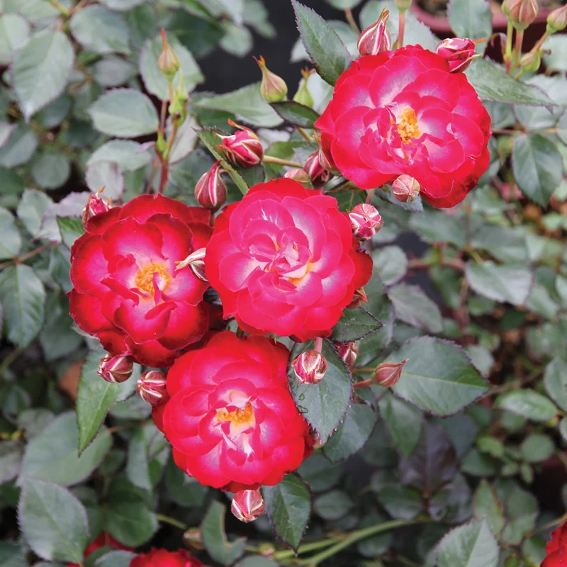 Rosa 'Never Alone®' – Rosier 'Never Alone®'