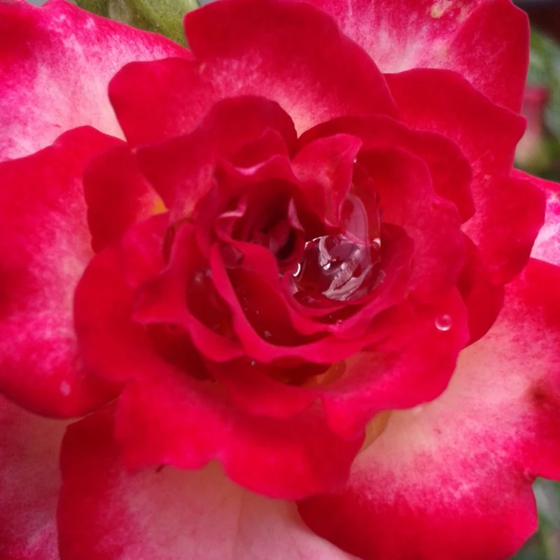Rosa 'Never Alone®' – Rosier 'Never Alone®'