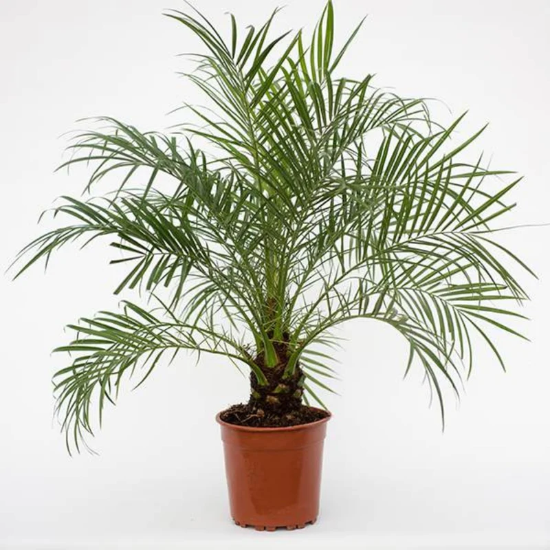 Phoenix roebelenii - Palmier Nain