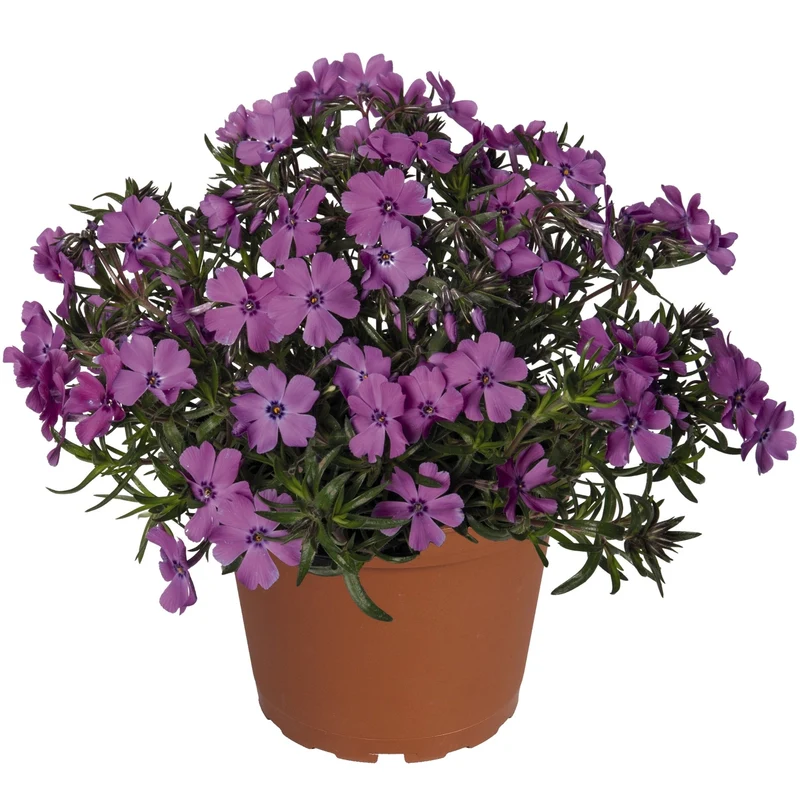 Phlox Rampant EARLY SPRING™ Purple