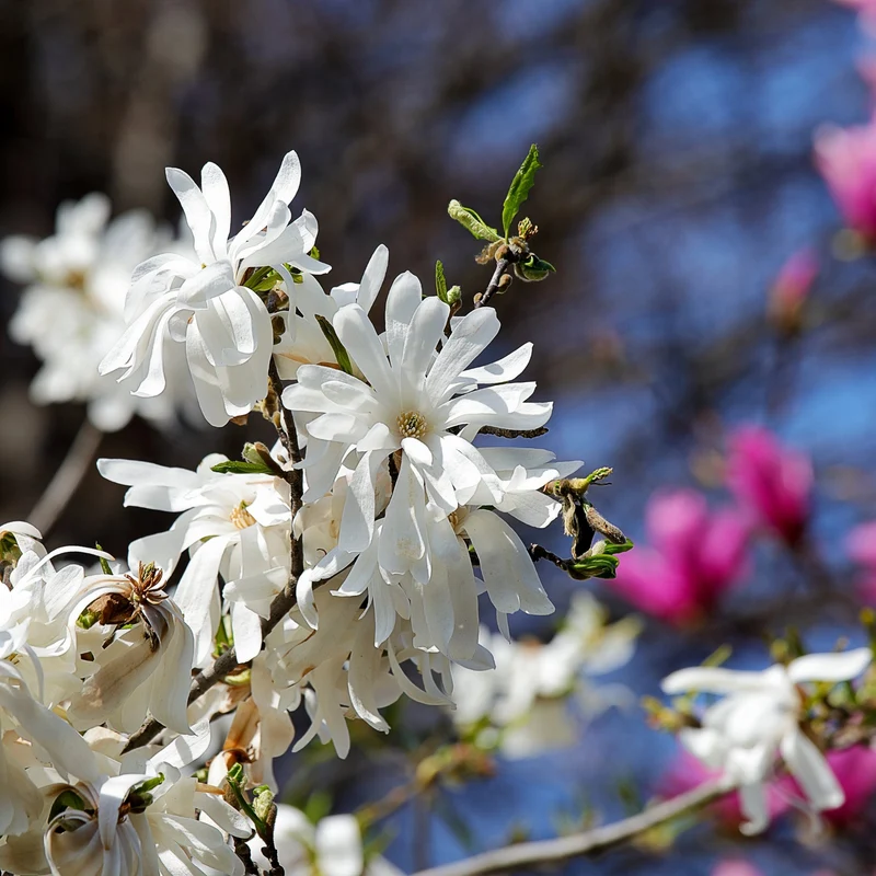 Magnolia étoilé 'Royal Star'