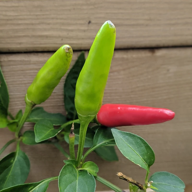 Piment fort 'Super Chili'