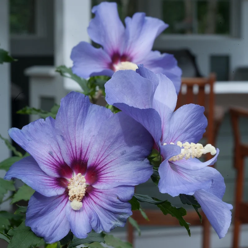Hibiscus syriacus 'Blue Satin' – Ketmie de Syrie 'Blue Satin'