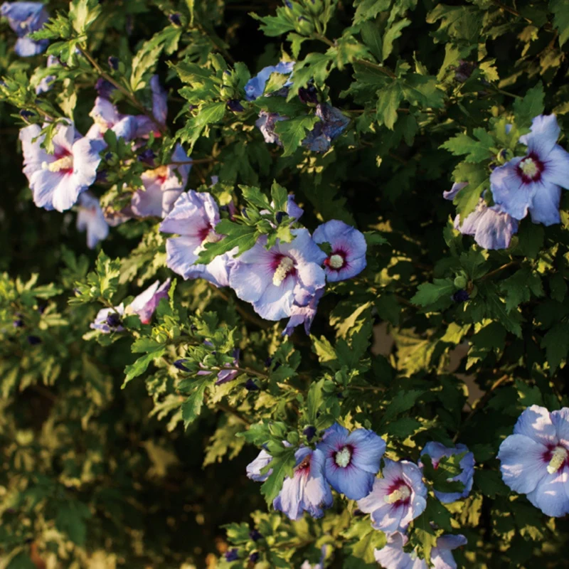 Hibiscus syriacus 'Blue Satin' – Ketmie de Syrie 'Blue Satin'