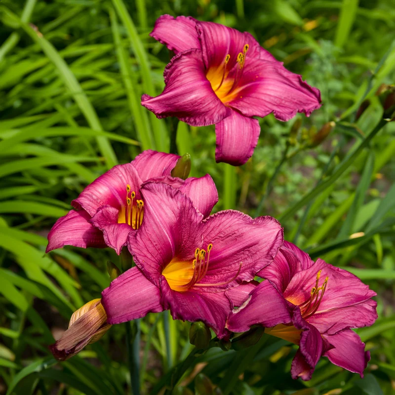Hemerocallis 'Purple De Oro' - Hémérocalle 'Purple de Oro'