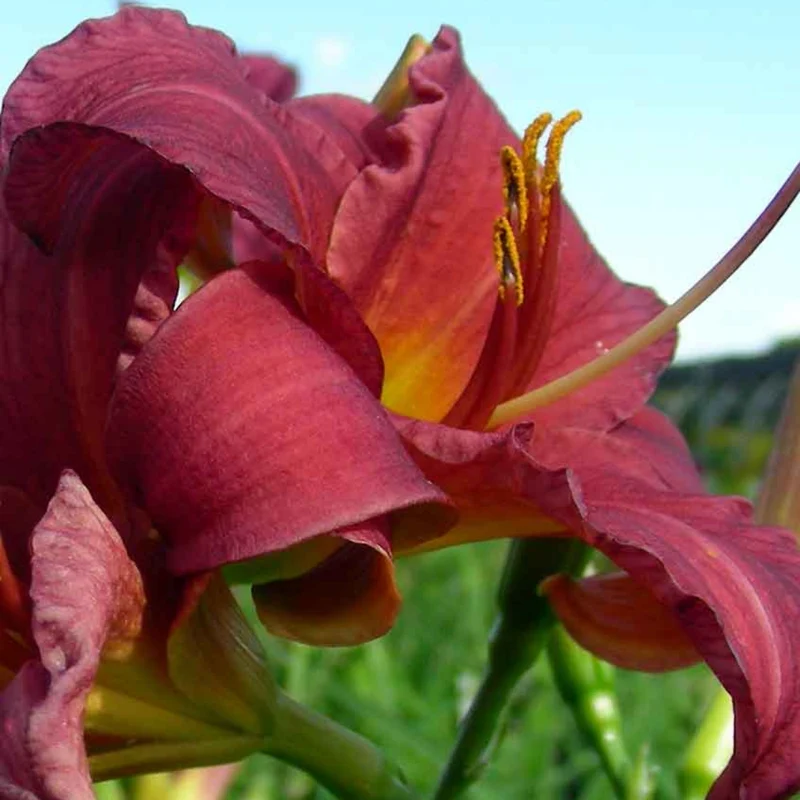 Hemerocallis 'Purple De Oro' - Hémérocalle 'Purple de Oro'