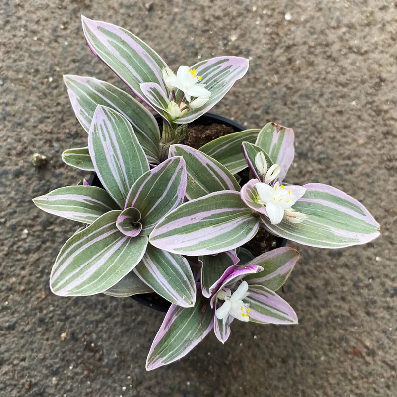 Tradescantia fluminensis 'Lavender'