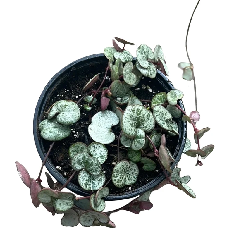Chaîne de coeurs 'Silver Glory'