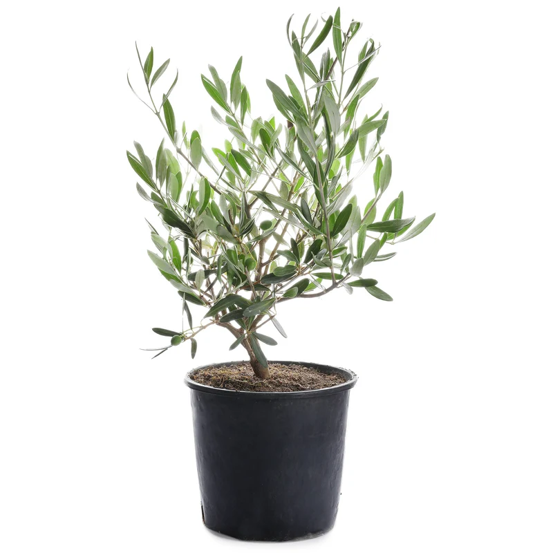 Olea europaea – Olivier