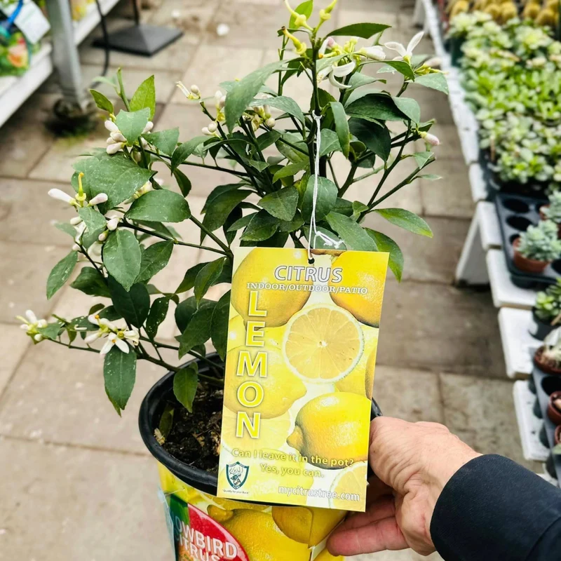 Citronnier en pot - Citrus limon