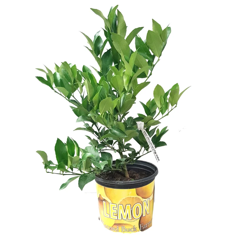 Citronnier en pot - Citrus limon