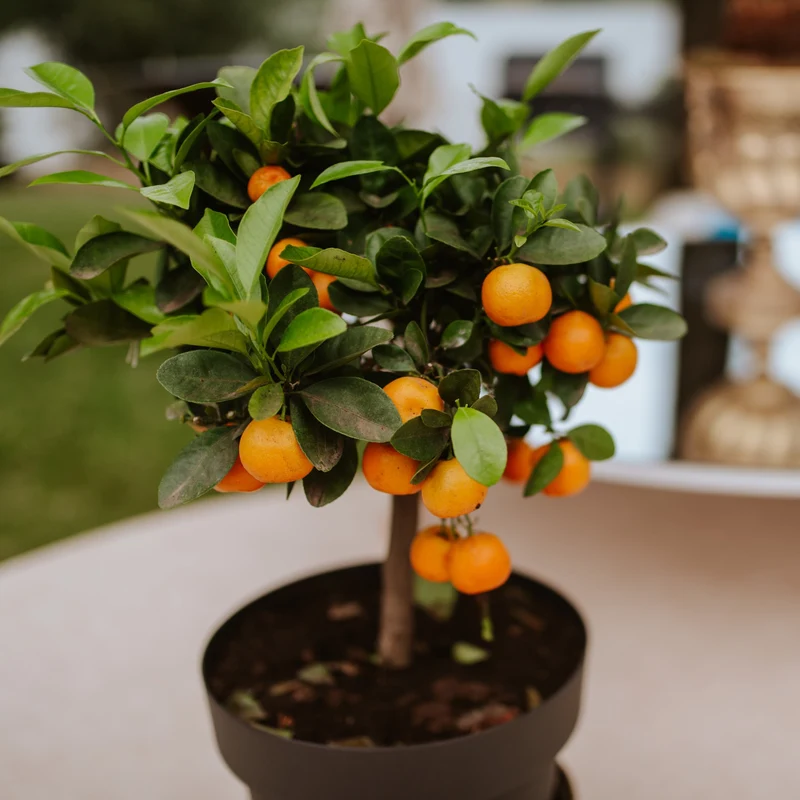 Calamondin - Citrus × microcarpa