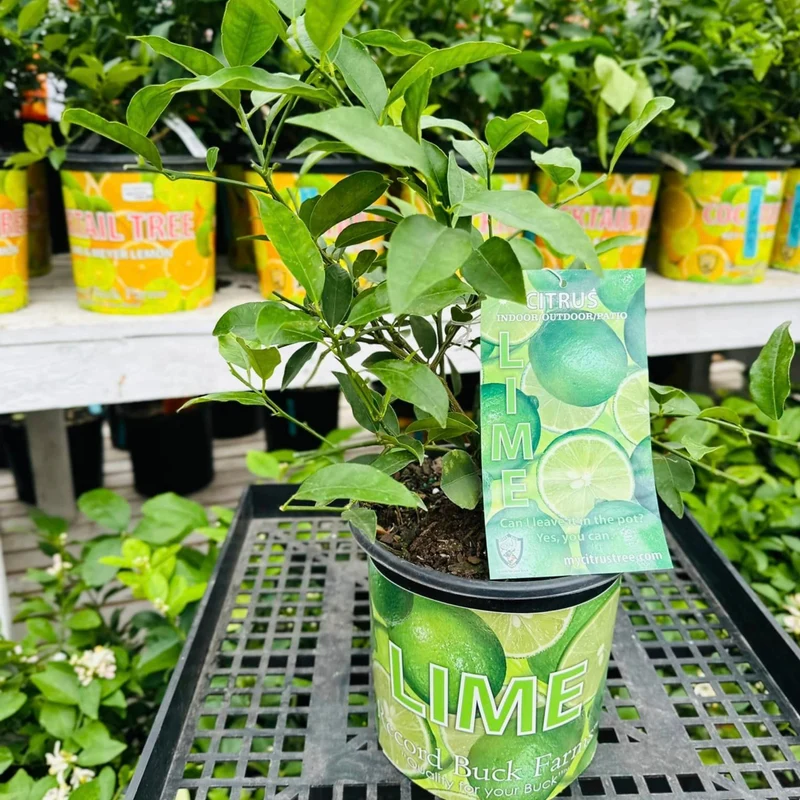 Limettier en Pot - Citrus aurantifolia