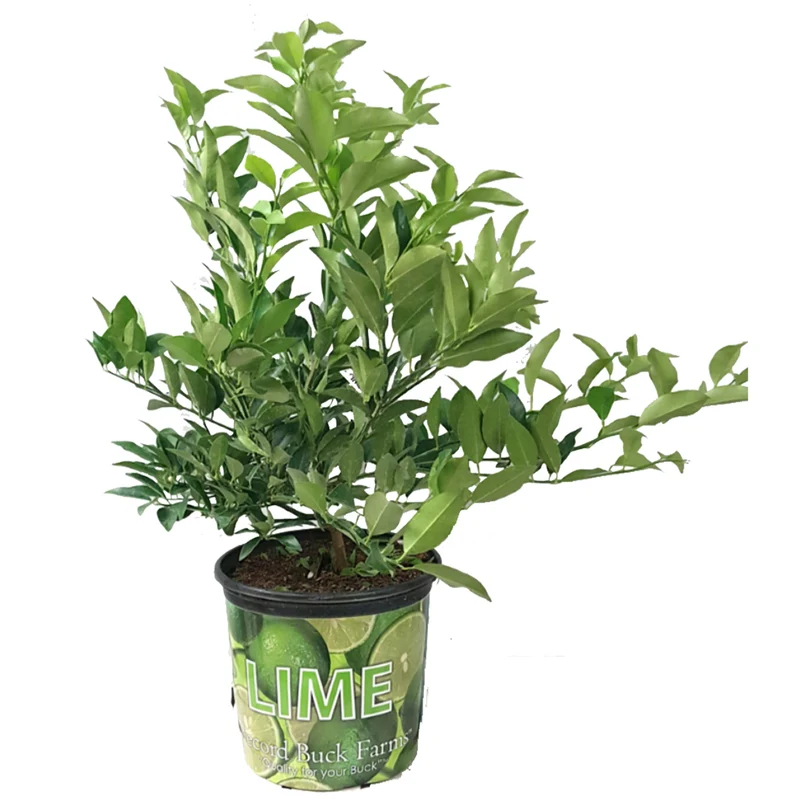 Limettier en Pot - Citrus aurantifolia