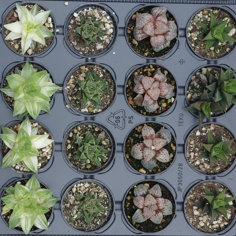 Sélection d'Haworthias rares