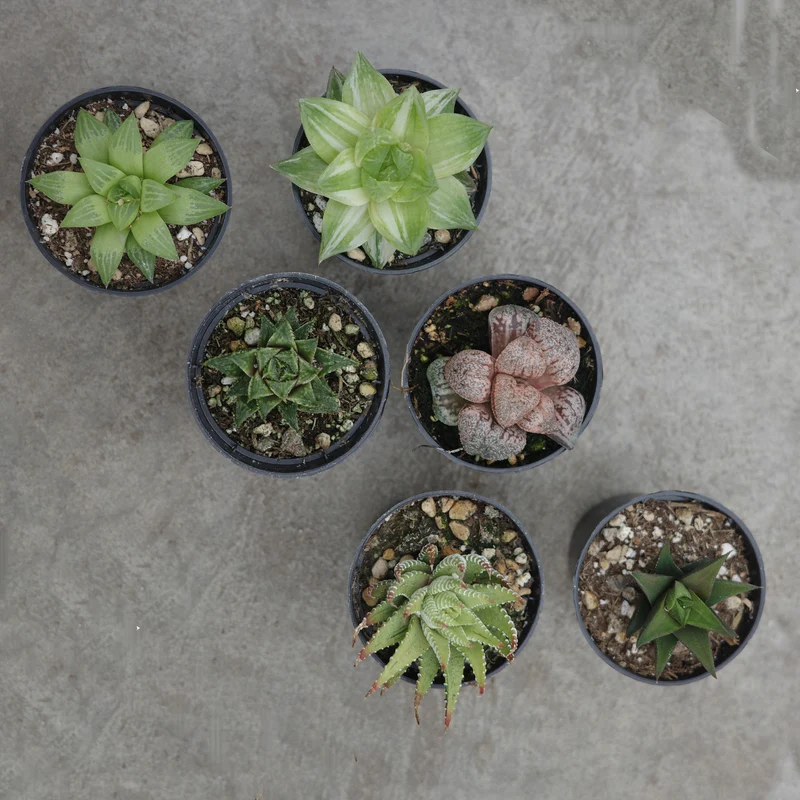 Sélection d'Haworthias rares