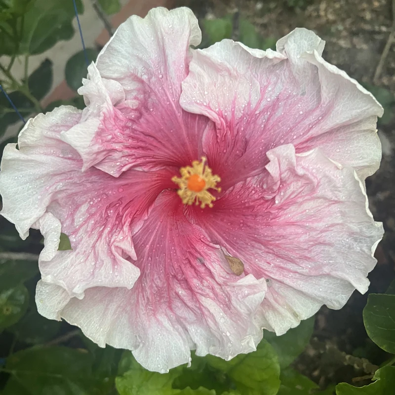 Sélection Hibiscus de Collection (Hibiscus rosa-sinensis)