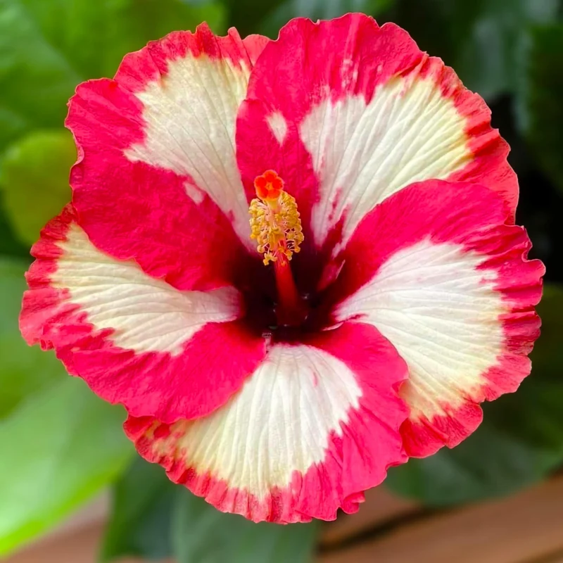 Sélection Hibiscus de Collection (Hibiscus rosa-sinensis)
