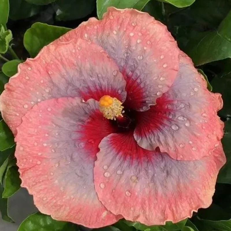 Sélection Hibiscus de Collection (Hibiscus rosa-sinensis)