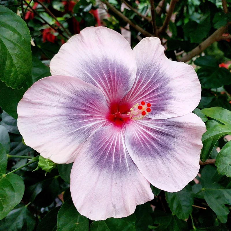Sélection Hibiscus de Collection (Hibiscus rosa-sinensis)