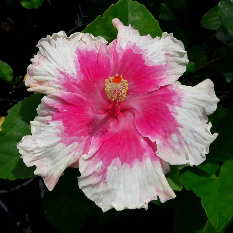 Sélection Hibiscus de Collection (Hibiscus rosa-sinensis)