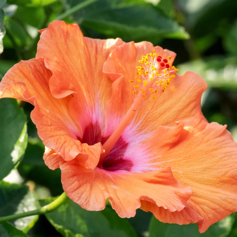 Sélection Hibiscus de Collection (Hibiscus rosa-sinensis)