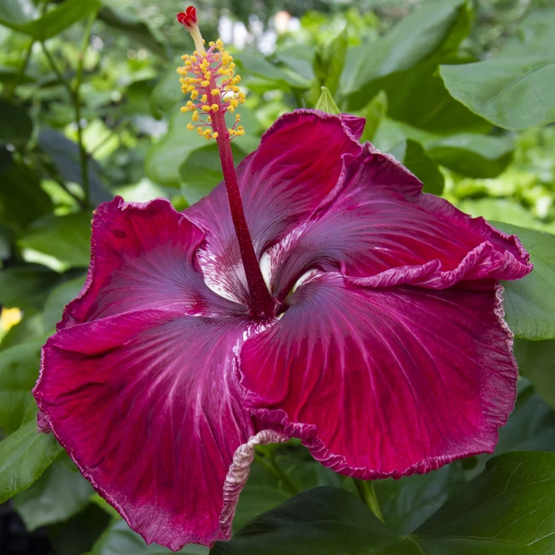 Sélection Hibiscus de Collection (Hibiscus rosa-sinensis)