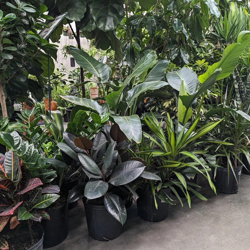 Assortiment de plantes tropicales gros formats (25 cm)