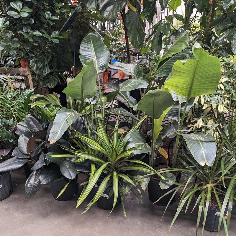 Assortiment de plantes tropicales gros formats (25 cm)