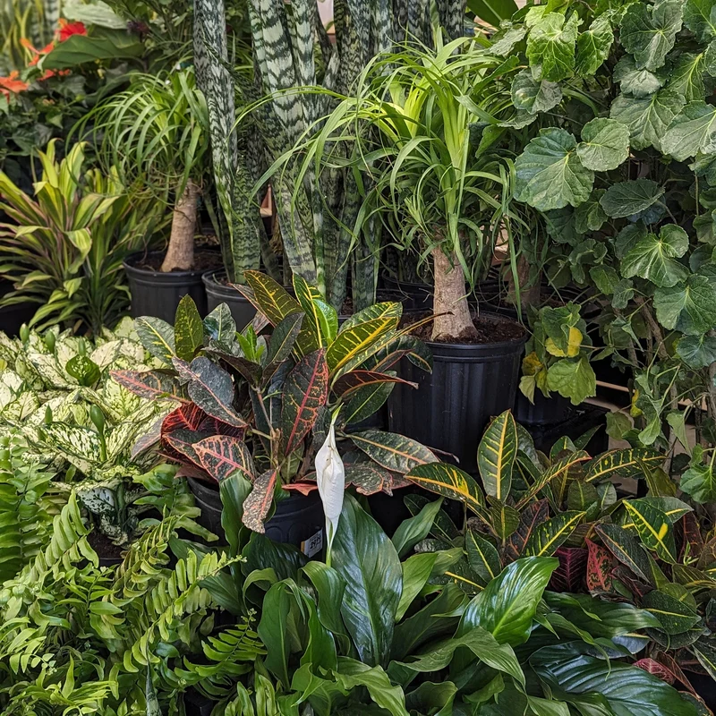 Assortiment de plantes tropicales gros formats (25 cm)