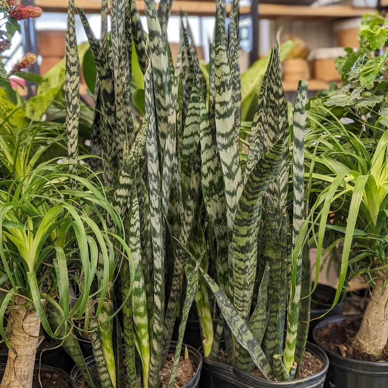 Assortiment de plantes tropicales gros formats (25 cm)
