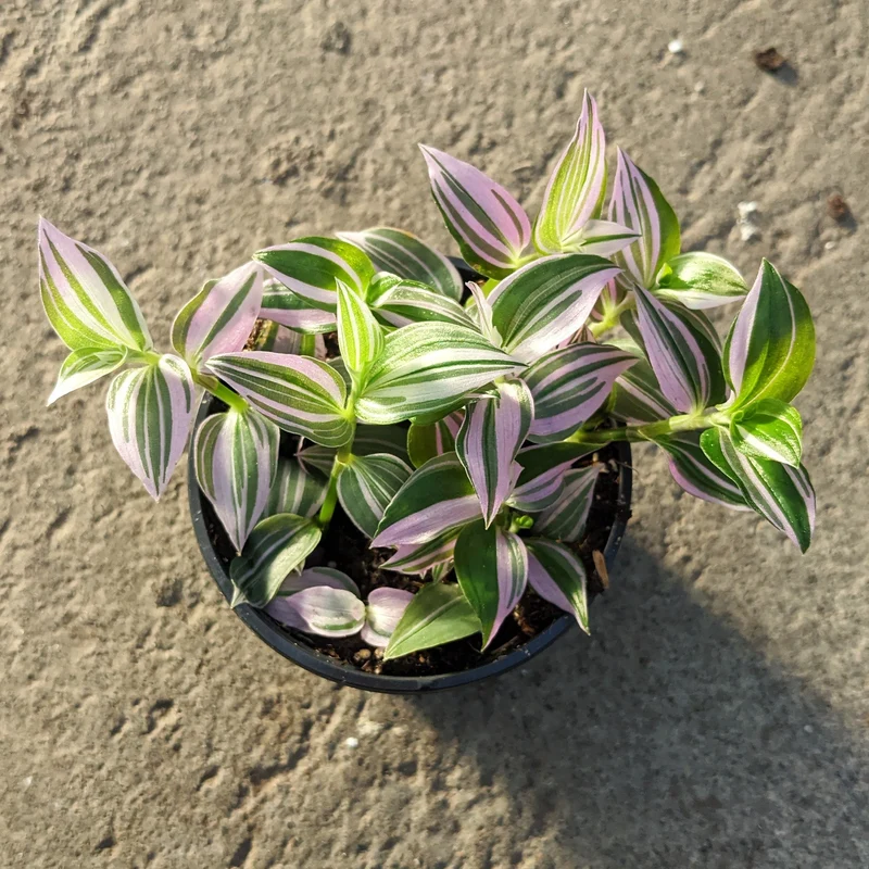 Tradescantia Pink Dragon'
