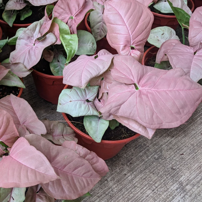 Assortiment de Syngonium