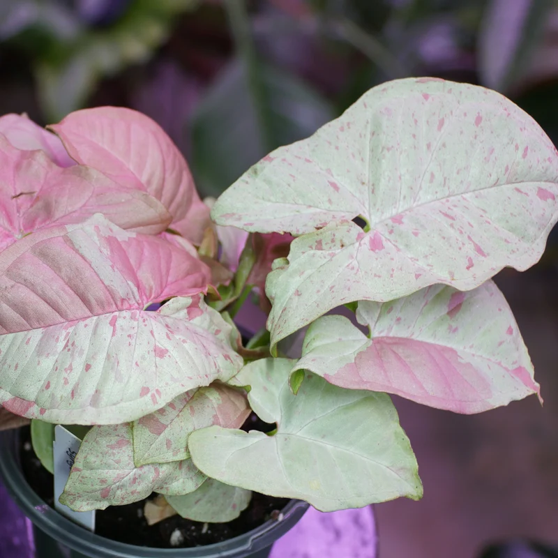 Assortiment de Syngonium