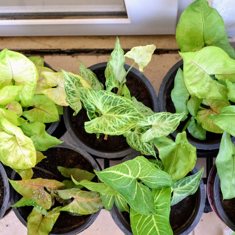 Assortiment de Syngonium