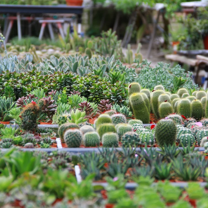 Succulentes (Variétés assorties)
