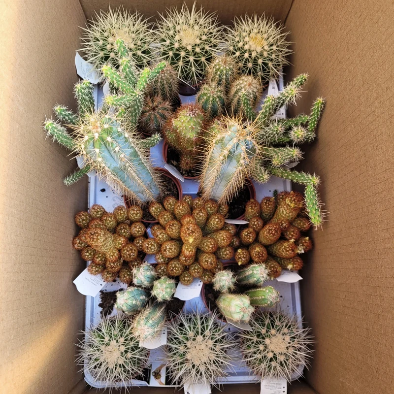 Succulentes (Variétés assorties)