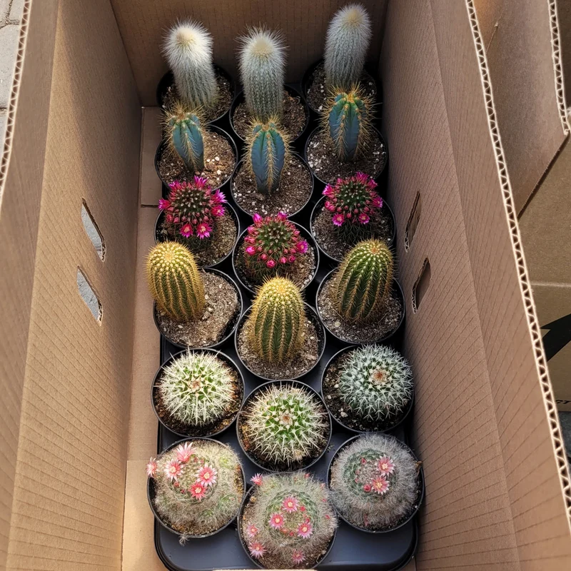 Succulentes (Variétés assorties)