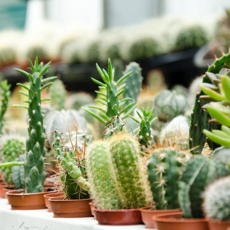 Succulentes (Variétés assorties)