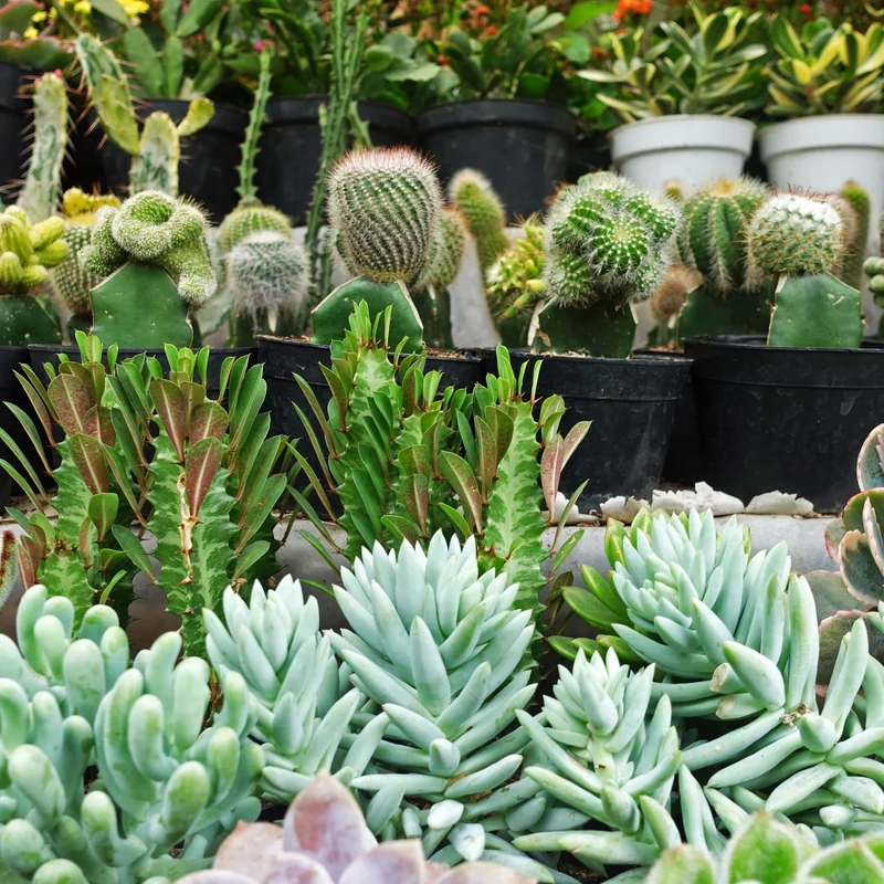 Succulentes (Variétés assorties)