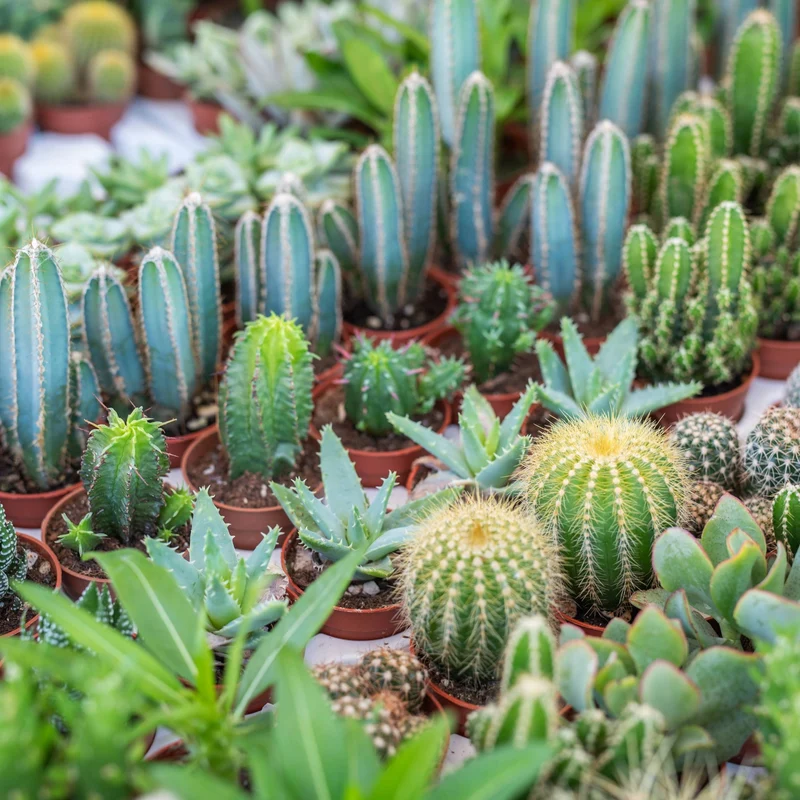 Succulentes (Variétés assorties)