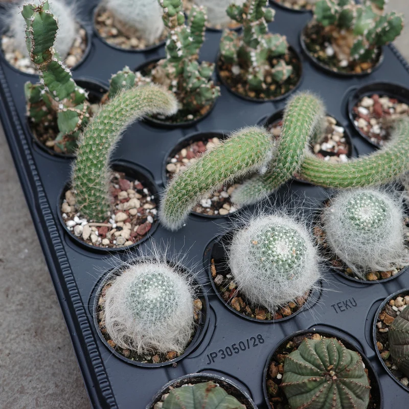 Succulentes (Variétés assorties)