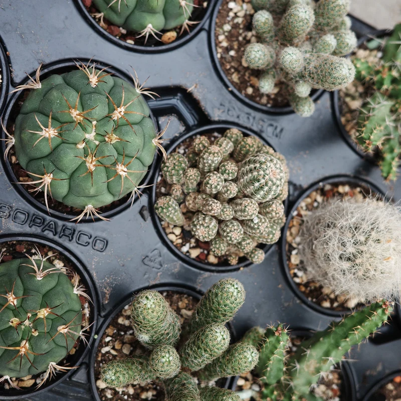 Succulentes (Variétés assorties)