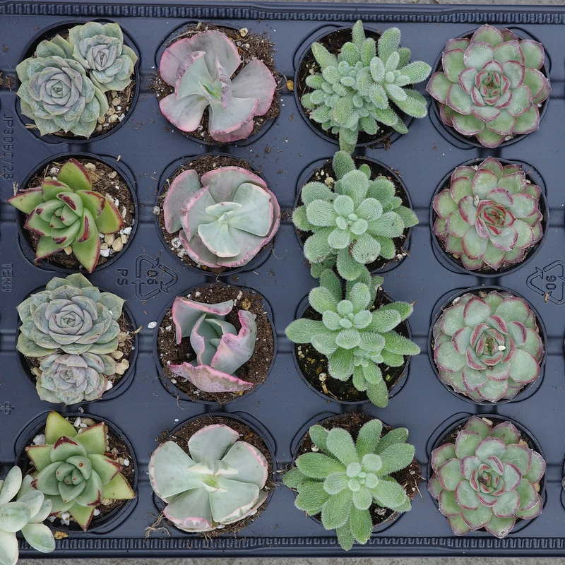 Assortiment de succulentes rares