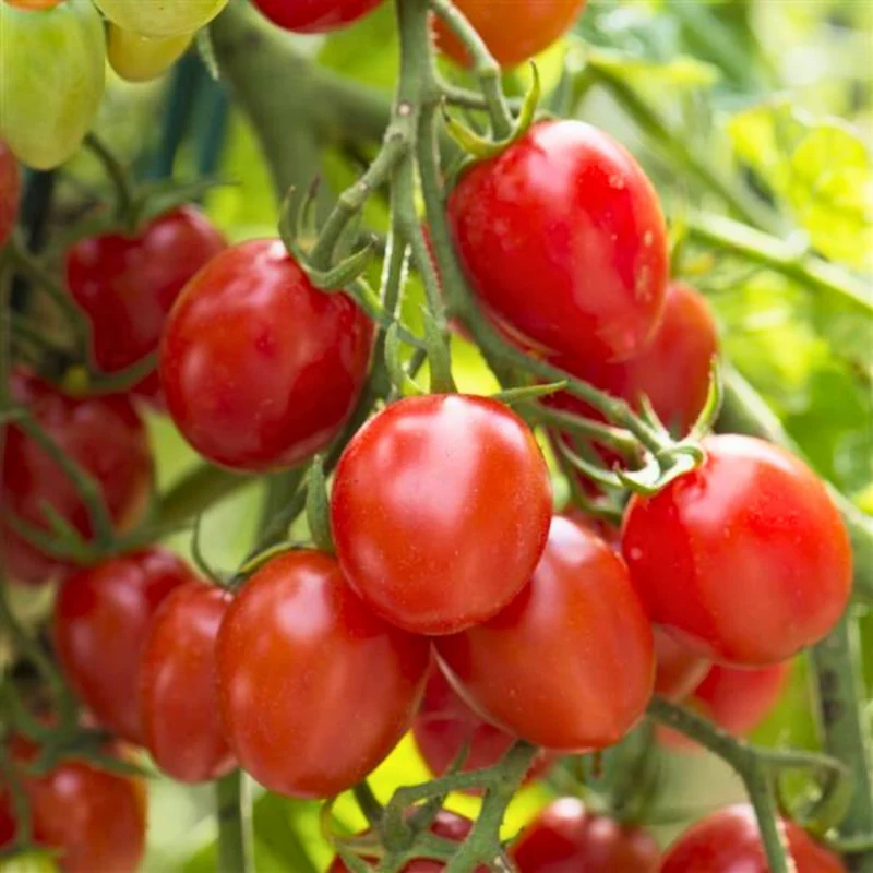Tomate rouge 'Fantastique'