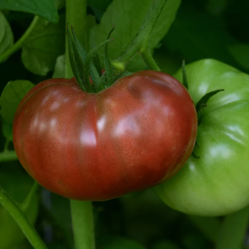 Tomate Ancestrale 'Cherokee Purple'