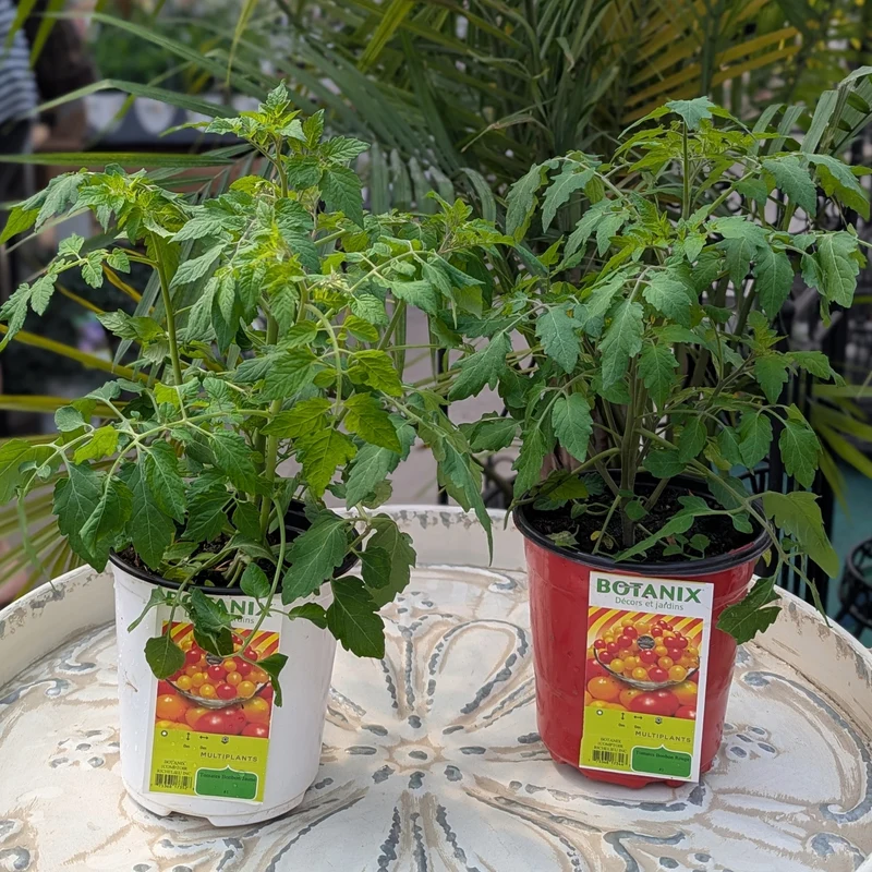 Tomate cerise 'Bonbon' (Rouge et Jaune) - Solanum lycopersicum 'Bonbon'