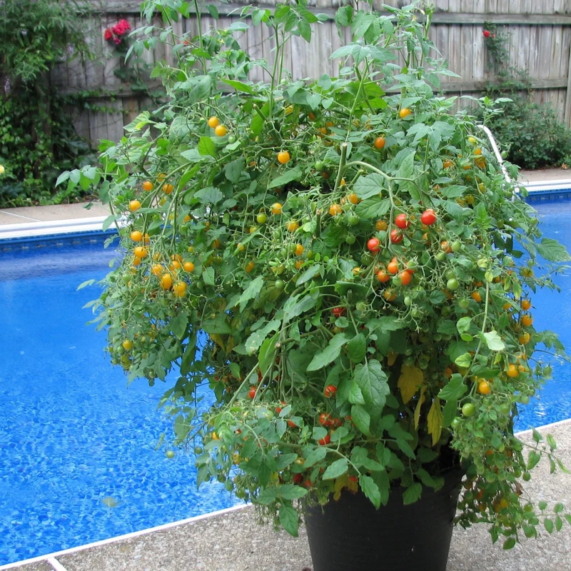 Tomate cerise 'Bonbon' (Rouge et Jaune) - Solanum lycopersicum 'Bonbon'
