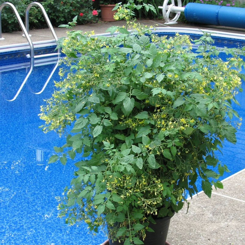 Tomate cerise 'Bonbon' (Rouge et Jaune) - Solanum lycopersicum 'Bonbon'
