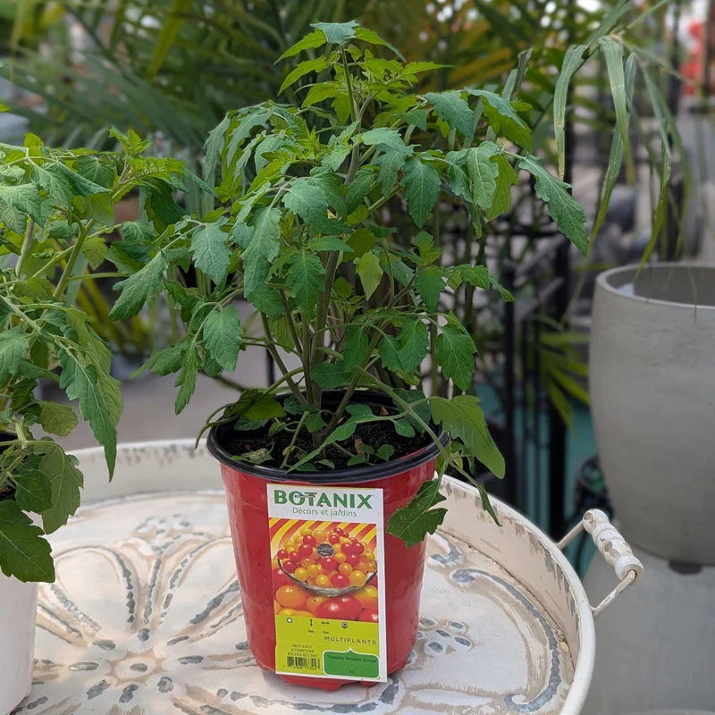 Tomate cerise 'Bonbon' (Rouge et Jaune) - Solanum lycopersicum 'Bonbon'